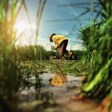 agricultural services