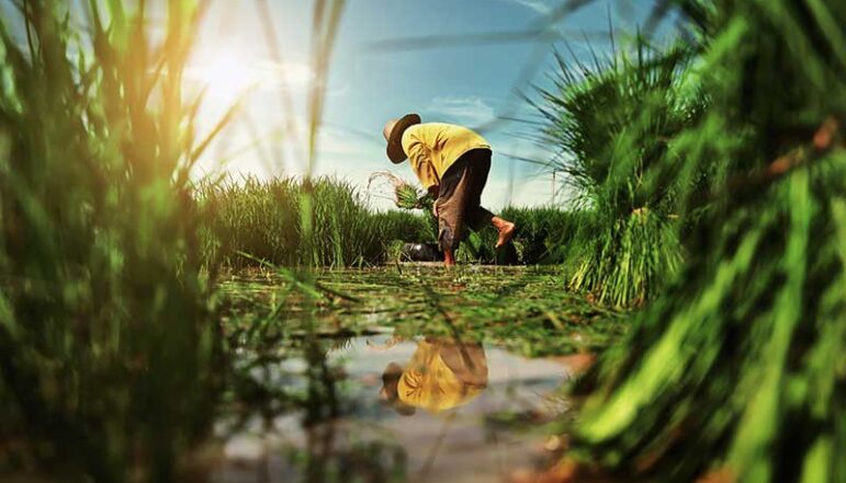 agricultural services