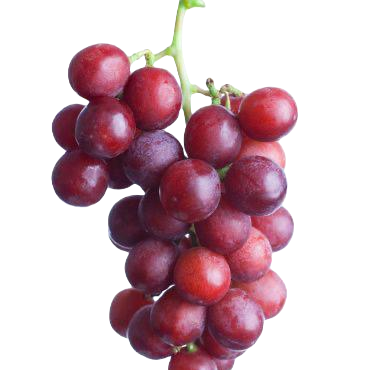 kırmızı Üzüm