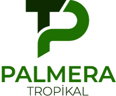 Palmera Tropikal